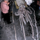 Image for article titled Geneticists: Giant squid are “very weird”